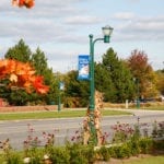 A street lamp wrapped with autumn leaves near a road with trees.